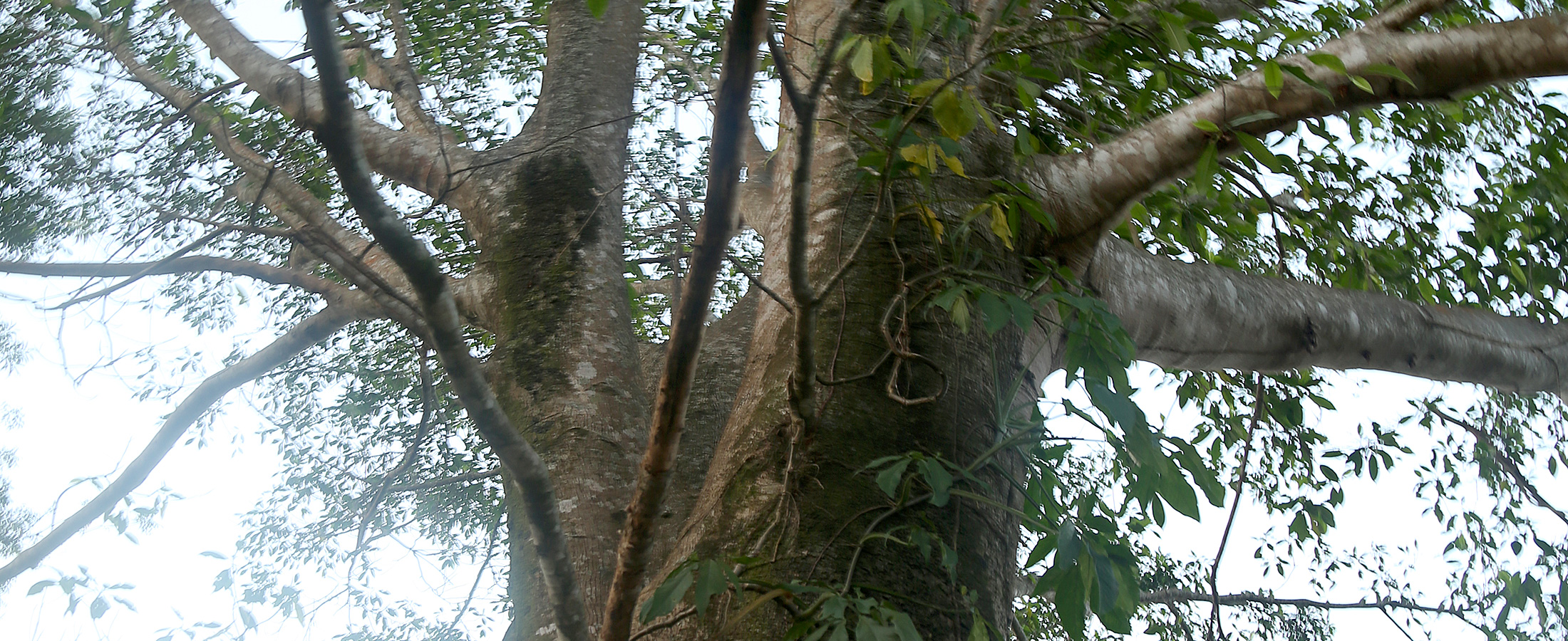 La selva chiapaneca y sus árboles
